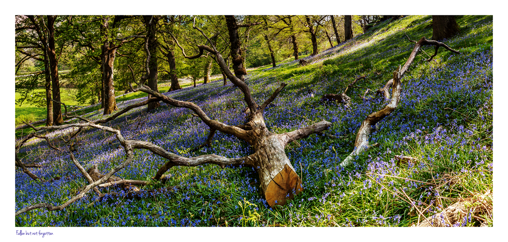 images from wales - Ian Nicholson Photography - Builth Wells